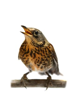 The female Fieldfare, Turdus pilaris, isolated on white