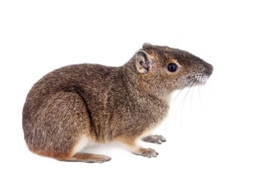 The rock cavy or moco, kerodon rupestris, isolated on white background