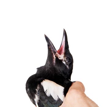 Common Magpie, Pica pica, isolated on white background