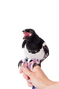 Common Magpie, Pica pica, isolated on white background