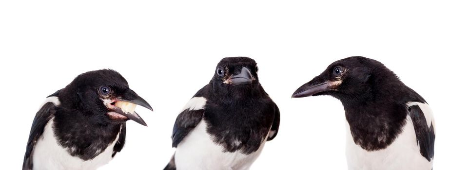 Common Magpie, Pica pica, isolated on white background