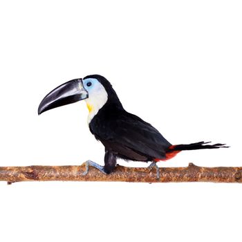 Channel-billed toucan, Ramphastos vitellinus, isolated on white background