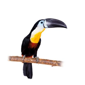 Channel-billed toucan, Ramphastos vitellinus, isolated on white background