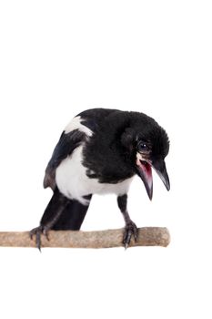 Common Magpie, Pica pica, isolated on white background