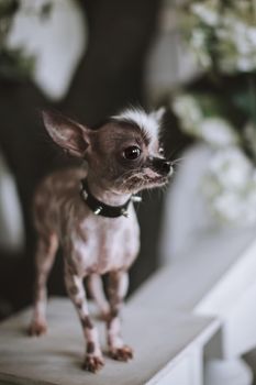 Ugly peruvian hairless and chihuahua mix dog