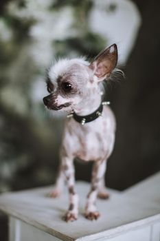 Ugly peruvian hairless and chihuahua mix dog