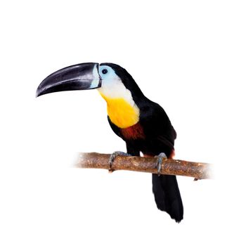 Channel-billed toucan, Ramphastos vitellinus, isolated on white background