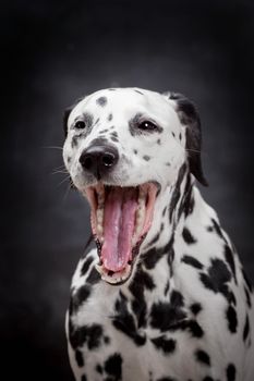 Beauty dalmatian dog, isolated on black background