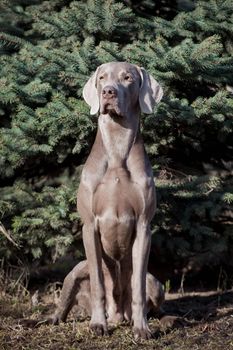 Beauty Weimaraner sitting in the sping park