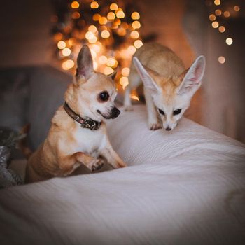Pretty Fennec fox cub with chihuahua dog in decorated room with Christmass tree. New Years celebration.