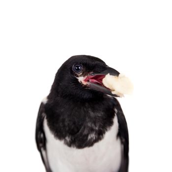 Common Magpie, Pica pica, isolated on white background