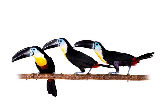 Channel-billed toucan, Ramphastos vitellinus, isolated on white background