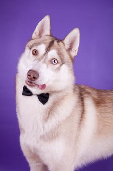 Funny Siberian Husky with different eyes on the lilac background