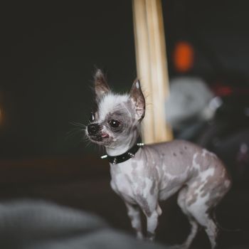 Ugly peruvian hairless and chihuahua mix dog on a bed