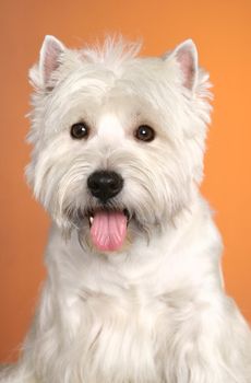 West haighland white terrier on the orange background