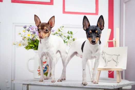 Two beauty toy fox terrier in the studio