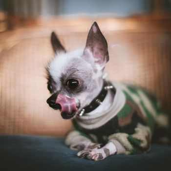 Ugly peruvian hairless and chihuahua mix dog on a chair