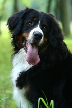 Bernese mountain dog, Berner Sennenhund, on nature