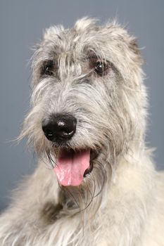 Pretty Irish Wolfhound on the grey background