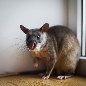 Giant african pouched rat or crycetomys gambianus in front of window