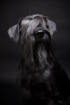 Beauty Miniature Schnauzer on the black background