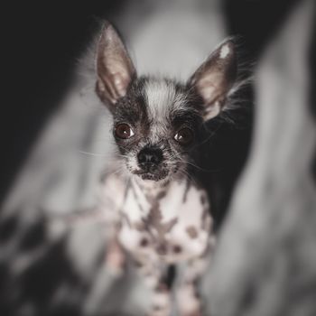 Ugly peruvian hairless and chihuahua mix dog