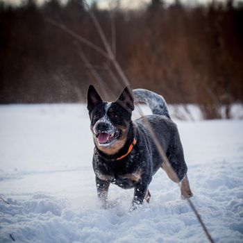 Australian Cattle Dog playing on the winter field