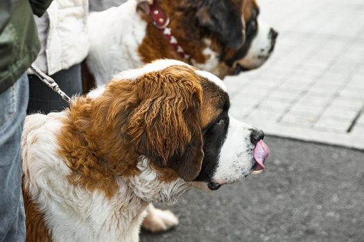 Two large St. Bernard on a leash with the owner