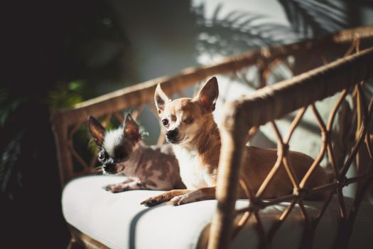 Peruvian hairless and chihuahua mix dog and eyeless chihuahua dog on a chair