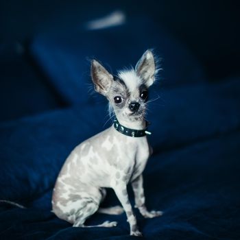Ugly peruvian hairless and chihuahua mix dog on a bed