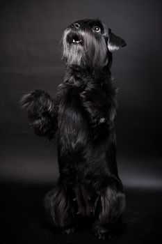 Beauty Miniature Schnauzer on the black background