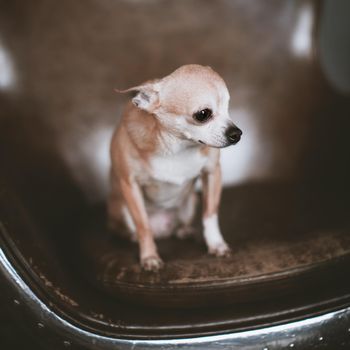 Pretty Eyeless Chihuahua dog, 12 years old on a chair