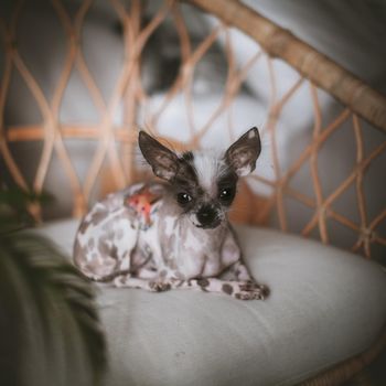 Ugly peruvian hairless and chihuahua mix dog on a chair