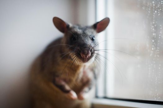 Giant african pouched rat or crycetomys gambianus in front of window