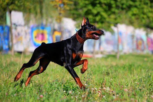 Beauty black doberman running on the meadow