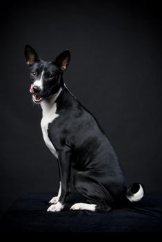 Two-coloured basenji in front of a black background