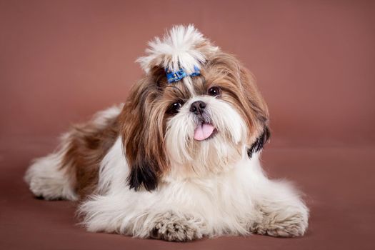 Funny Shih Tzu dog in studio on a brown background