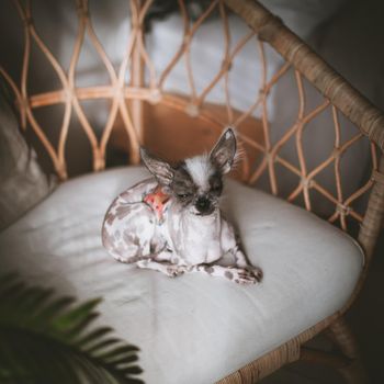 Ugly peruvian hairless and chihuahua mix dog on a chair