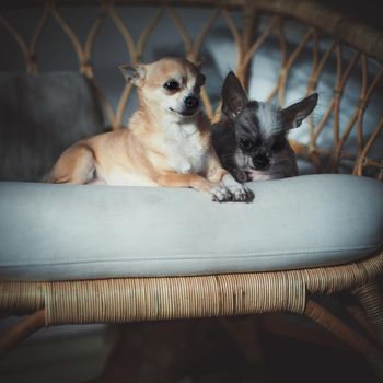 Peruvian hairless and chihuahua mix dog and eyeless chihuahua dog on a chair