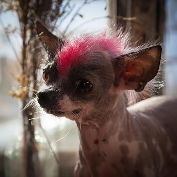 Punk style peruvian hairless and chihuahua mix dog with tattoo on table