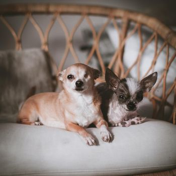 Peruvian hairless and chihuahua mix dog and eyeless chihuahua dog on a chair