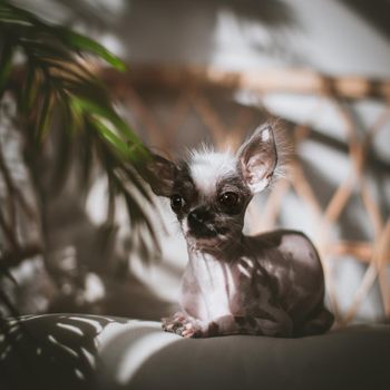 Ugly peruvian hairless and chihuahua mix dog on a chair