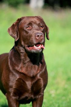 Beauty chocolate labrador retriever on green grass