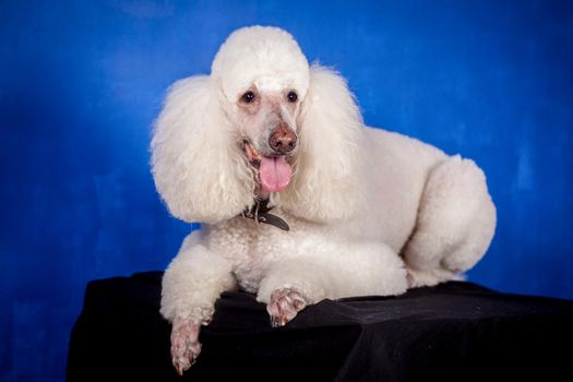 White Royal poodle on the blue background