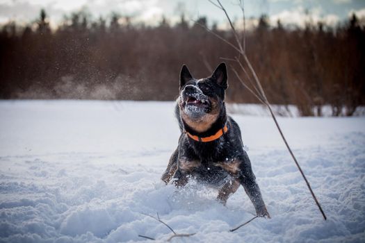 Australian Cattle Dog playing on the winter field