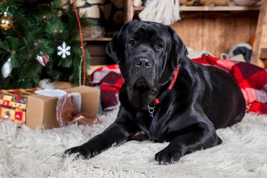 Beauty black labrador retrievert in christmas or new year's decorations