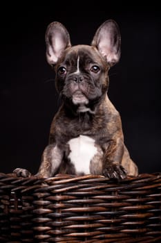 French bulldog puppy, 3,5 moumth old, on black background