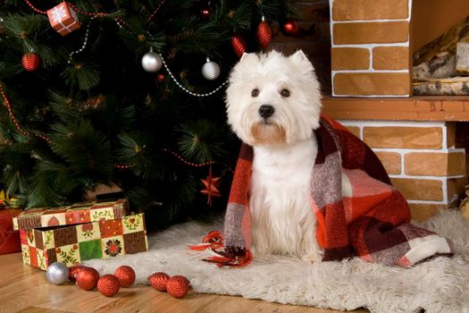 West haigland white terrier with christmas-tree decorations