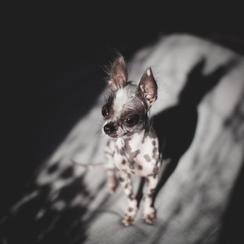 Ugly peruvian hairless and chihuahua mix dog