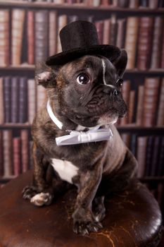 French bulldog puppy with neck bow and old-fashioned black hat in library